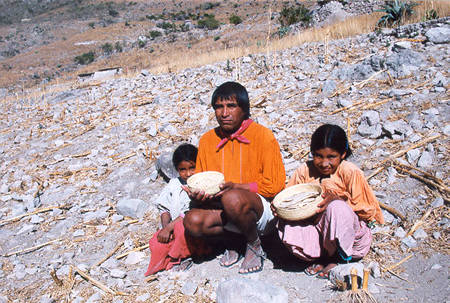 Corn field in Tarahumara